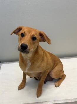 Australian Cattle Dog Blue Heeler and Mixed Breed Dogs Available for Adoption in Forney, Texas - MARY | PetCurious