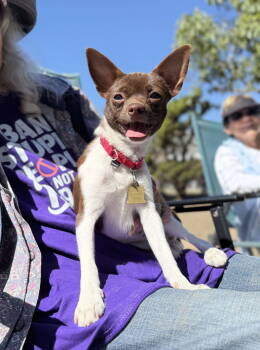 Rescue Chihuahua and Terrier Dogs for Adoption in Seal Beach, California - Parmesan | PetCurious