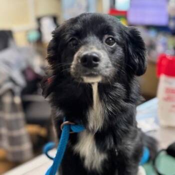 Chihuahua Dogs Available for Adoption in Springboro, Ohio - Polly | PetCurious