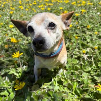 Howard -  Chihuahua Dog Available for Adoption in Goleta, California - Howard | PetCurious