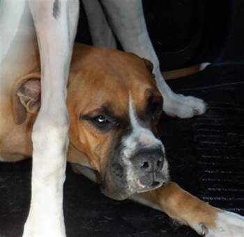 Boxer Dogs Available for Adoption in San Jose, California - PACQUIAO | PetCurious