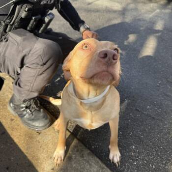 Sugar -  Mixed Breed Dog for Adoption in Columbus, Georgia - Sugar | PetCurious