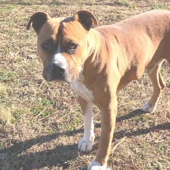 Chase -  Mixed Breed Dog for Adoption in Chattanooga, Tennessee - Chase | PetCurious