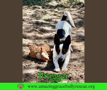 Jack Russell Terrier Dogs Available for Adoption - Frogger | PetCurious