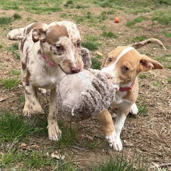 Australian Shepherd and Mixed Breed Dogs Available for Adoption in Stormville, New York - NY Tinkerbell Avail Apr 25 (Tractor Supply Patterson) | PetCurious