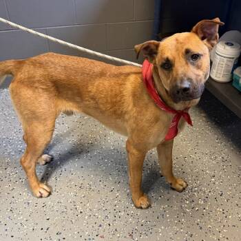 TUSC-Stray-84937 -  Shepherd and Mixed Breed Dog for Adoption in Tuscaloosa, Alabama - TUSC-Stray-84937 | PetCurious