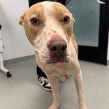 Pit Bull Terrier and Mixed Breed Dogs Available for Adoption in Abilene, Texas - Bonita | PetCurious