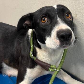 Jacqueline -  Mixed Breed Dog for Adoption in Yuma, Arizona - Jacqueline | PetCurious