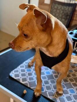 Yoda -  Chihuahua Dog for Adoption in Manchester, Tennessee - Yoda | PetCurious