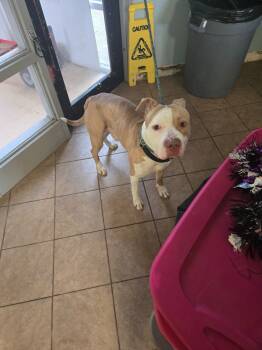 Rescue Pit Bull Terrier Dogs for Adoption in Marion, Ohio - Zeppelin | PetCurious