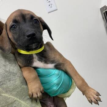 Mastiff and Shepherd Dogs Available for Adoption in Plainfield, Illinois - Echo | PetCurious