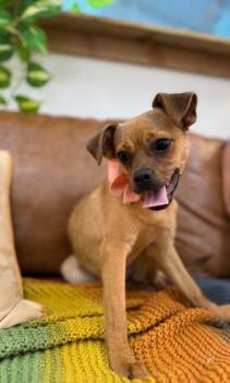Mocha Sunshine -  Chihuahua and Labrador Retriever Dog for Adoption in Friendswood, Texas - Mocha Sunshine | PetCurious