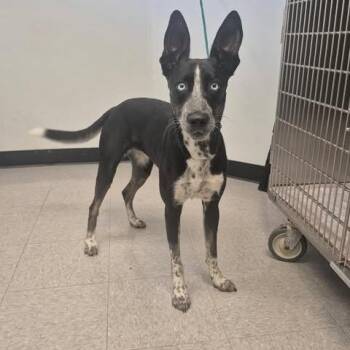 Violet 26-08-103 -  Shepherd and Mixed Breed Dog for Adoption in Bastrop, Texas - Violet 26-08-103 | PetCurious