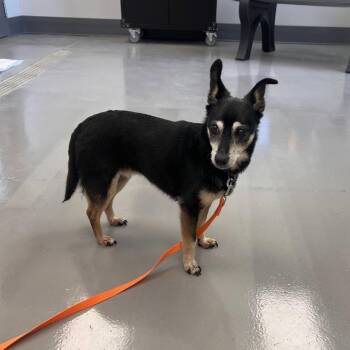 Juicy -  Terrier Dog for Adoption in Georgetown, Kentucky - Juicy | PetCurious