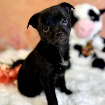 Pug and Pomeranian Dogs Available for Adoption - Pancho | PetCurious