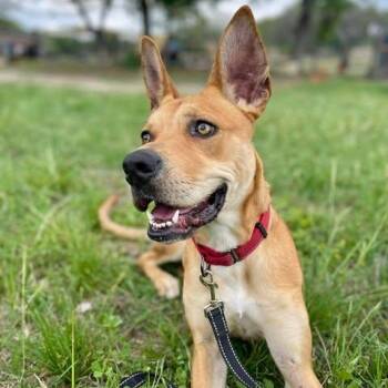 Zoey -  Carolina Dog Dog for Adoption in Center Point, Texas - Zoey | PetCurious