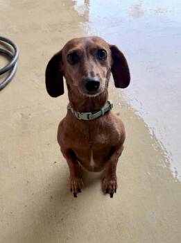 Dachshund Dogs Available for Adoption in Mcallen, Texas - Polly | PetCurious