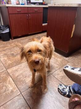German Wirehaired Pointer and Wirehaired Pointing Griffon Dogs Available for Adoption in New Baltimore, Michigan - Lemon | PetCurious