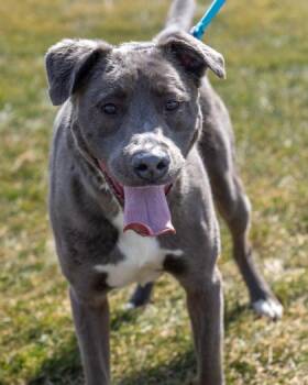 Arlo -  American Bulldog and Mixed Breed Dog for Adoption in Pequot Lakes, Minnesota - Arlo | PetCurious