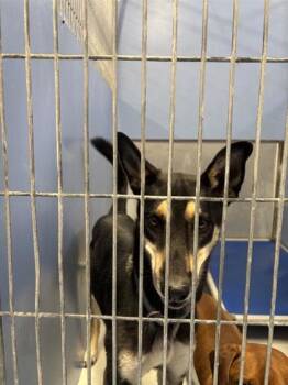 Bandit -  Belgian Shepherd Malinois and Mixed Breed Dog for Adoption in El Paso, Texas - Bandit | PetCurious