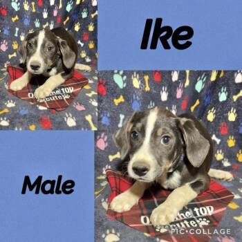 Labrador Retriever Dogs Available for Adoption in Manchester, Connecticut - Ike 1 | PetCurious
