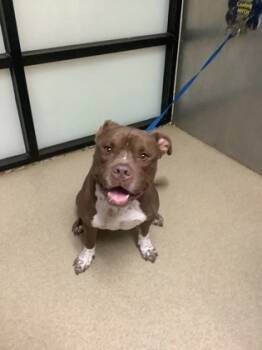 Rescue Pit Bull Terrier and Mixed Breed Dogs for Adoption in Fort Worth, Texas - Bear | PetCurious