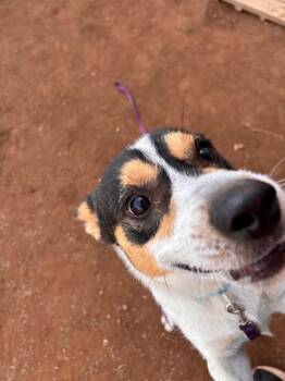 Dozer -  Mixed Breed Dog for Adoption in Hobbs, New Mexico - Dozer | PetCurious