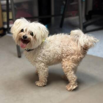 Maltese Dogs Available for Adoption in Slidell, Louisiana - April | PetCurious