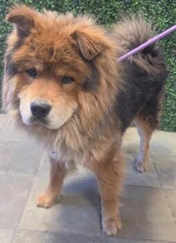 Chow Chow Dogs Available for Adoption in El Paso, Texas - 60983552 | PetCurious