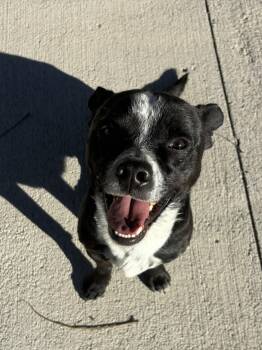 Rescue Chihuahua Dogs for Adoption in Pueblo, Colorado - Jaco | PetCurious