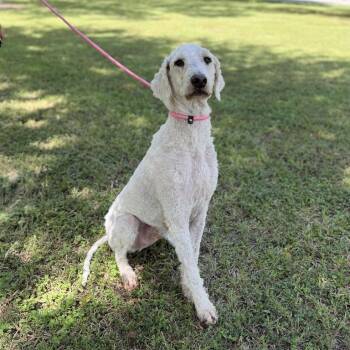 Chadwick -  Poodle and None Dog for Adoption in Carencro, Louisiana - Chadwick | PetCurious