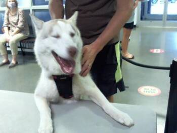 KODA -  Siberian Husky Dog for Adoption in Charlotte, North Carolina - KODA | PetCurious