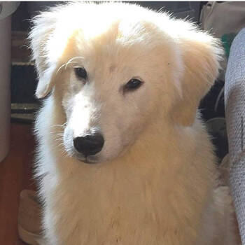 Rescue Great Pyrenees and Golden Retriever Dogs for Adoption in Baldwin, Wisconsin - Martha Aka Moana | PetCurious