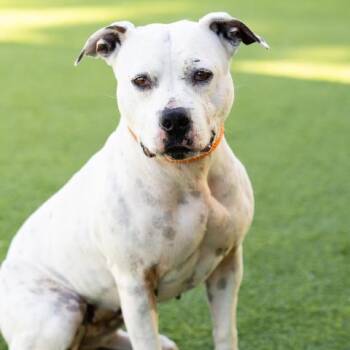 Pit Bull Terrier Dogs Available for Adoption - ZERO | PetCurious