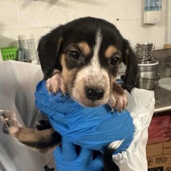 Hinata -  Shepherd Dog for Adoption in Edinburg, Texas - Hinata | PetCurious