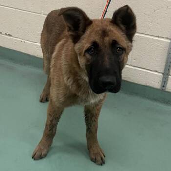 Mixed Breed Dogs Available for Adoption - MOOSHU (MAX) | PetCurious