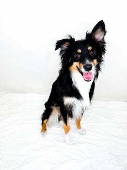 Zippy -  Australian Shepherd Dog for Adoption in Bixby, Oklahoma - Zippy | PetCurious