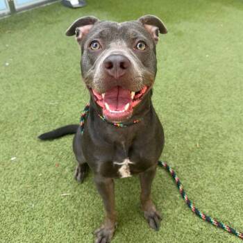 Midnight -  Pit Bull Terrier Dog for Adoption in Apache Junction, Arizona - Midnight | PetCurious