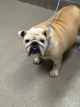 Rescue English Bulldog Dogs for Adoption in Las Vegas, Nevada - HUNNI BUNZ | PetCurious