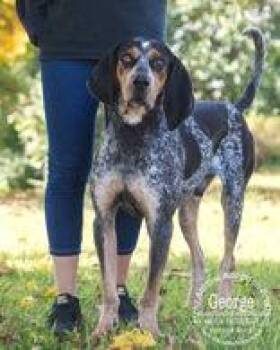 Bluetick Coonhound Dogs Available for Adoption in Newport, Kentucky - George | PetCurious