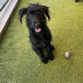 Toby D11515 -  Black Labrador Retriever and Standard Poodle Dog for Adoption - Toby D11515 | PetCurious