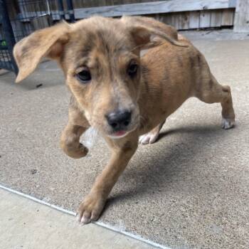 Cyan -  Mixed Breed and Catahoula Leopard Dog Dog for Adoption in Tulsa, Oklahoma - Cyan | PetCurious