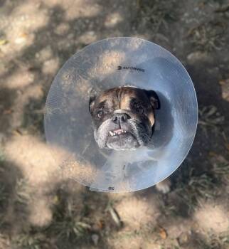 Rescue English Bulldog Dogs for Adoption in New Orleans, Louisiana - Etoufeé Aka 