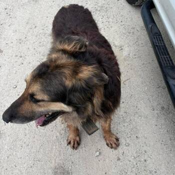 DUKE 26-06-133 -  German Shepherd Dog and Mixed Breed Dog for Adoption in Bastrop, Texas - DUKE 26-06-133 | PetCurious