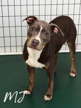 MJ -  Pit Bull Terrier Dog for Adoption in Momence, Illinois - MJ | PetCurious
