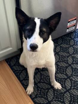 Rescue Australian Cattle Dog Blue Heeler Dogs for Adoption in Millcreek, Utah - TT | PetCurious