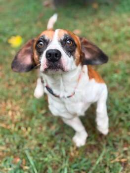 Walter -  Chihuahua and Basset Hound Dog for Adoption in Matthews, North Carolina - Walter | PetCurious