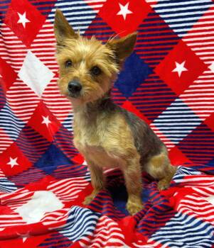 MISSY (ohiosdrescue(at)gmail.com) -  Yorkshire Terrier Dog for Adoption in Elyria, Ohio - MISSY (ohiosdrescue(at)gmail.com) | PetCurious