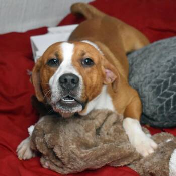 Hound Dogs Available for Adoption in Monroe, Louisiana - Gremlin | PetCurious