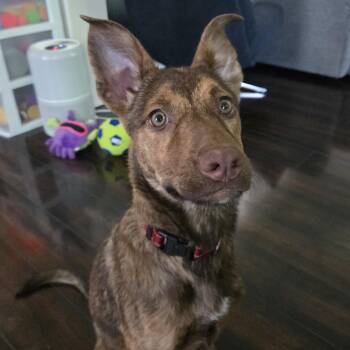 Shepherd and Mixed Breed Dogs Available for Adoption in Minneapolis, Minnesota - Rue | PetCurious